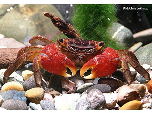 Rote Mangrovenkrabben, 3 Krabben - Pseudosesarma moeshi - Krabbe für AquaTerrarium