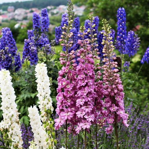 Delphinium Pacific Giants Seeds – Stunning Tall Blooms in Vibrant Colors – Perennial Flower Seeds for Garden Borders & Cut Flowers – Easy-to-Grow, Pollinator-Friendly