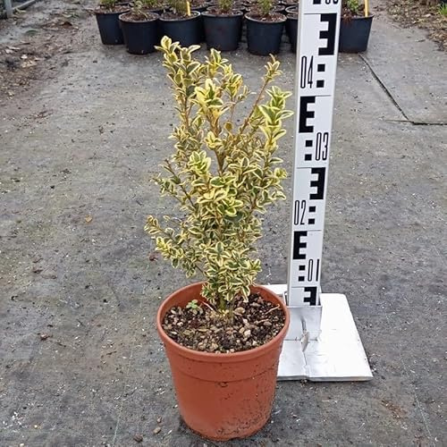 Pianta Bosso Sempervirens Variegato