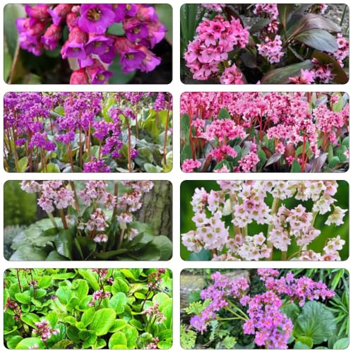 Bergenia decorazioni giardino per esterni estate semi selvatico serrature balcone semi esotici riverdimento tetti balcone 550pcs
