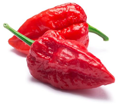 Piment Bhut Jolokia – Ghost Pepper jusqu’à 1 000 000 SHU extrêmement fort | une des piments les plus forts du monde | 25 graines | jardin, serre & pot