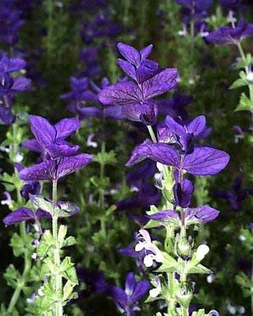 Blauer Schopfsalbei Salvia horminum 250 Samen