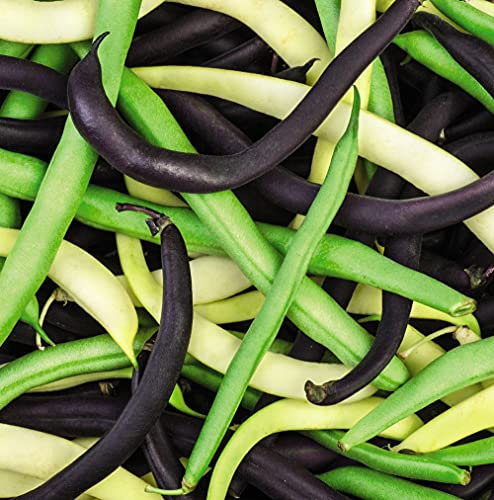 Bean Dwarf French Colour Mix Garden Plant Half Hardy Annual Flowering Garden Plants Fruit Easy to Grow Your Own 1x Seed Packet by Thompson and Morgan.