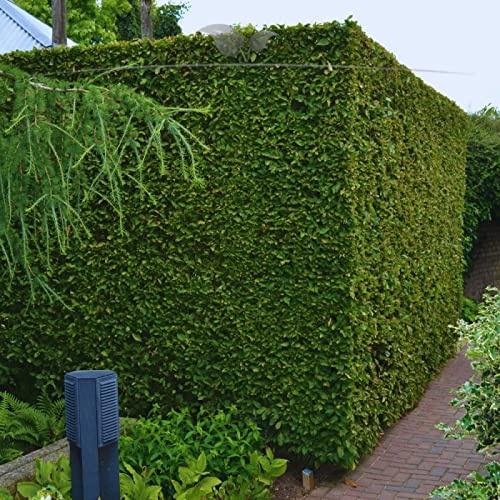 Gardline - Weißbuche 100-125 cm IM TOPF. 3-200 Hainbuchen. Heckenpflanze Carpinus betulus - 24 St. (ca. 5,5 Meter)