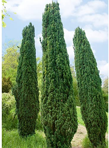 Grüne-Säuleneibe, Taxus baccata 'Fastigiata Robusta', Höhe 30-40 cm, 4 Pflanzen