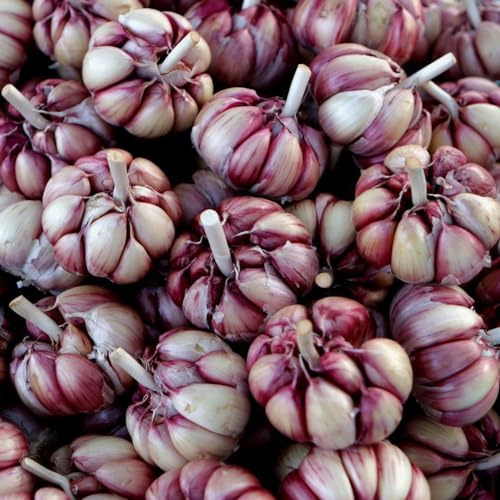semi di aglio resistente, Allium sativum, rari, balcone biologici esotici, varietà antiche 50pcs