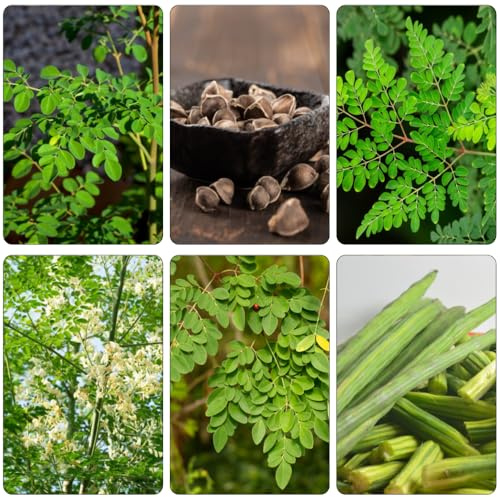 moringa pflanzensamen kübelpflanzen winterhart mehrjährig blumensamen kaufen kräuterpflanzen exotische zimmerpflanzen grüne deko kletterpflanzen grünpflanzen winterharte stauden 30samen