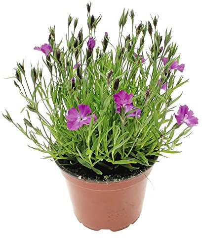 DECOALIVE Clavel Planta Natural en Maceta con Flores Planta de Interior y Exterior, 8436601571878