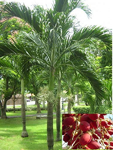 PLAT FIRM Germinazione dei Semi: 10 Semi-Manilapalme, Palm Natale, Wodyetia bifurcata, Fuchsschwanzpalme
