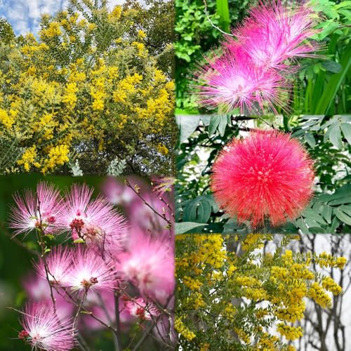 100 piezas semillas de seda - del balcon semillas de jardín, silvestres perennes en resistentes,