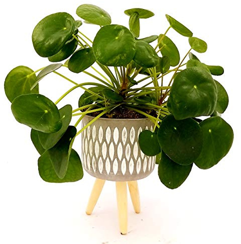 POWERS TO FLOWERS - PILEA PEPEROMIOIDES IN VASO CERAMICA SOSPESO, pianta vera