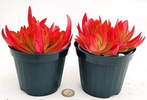 POWERS TO FLOWERS - PIANTA GRASSA, ECHEVERIA ROSSA NATURALE VULCANO VASO 11CM DIAMETRO, 2 PIANTE, piante vere