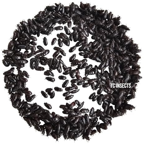 TC INSECTS Black Buffalo Beetle (25 Ct Beetle) | Cleaner Beetles | for Dubia Roach Colony Cleaning | Feeder Insect Alternative (25 Beetles)