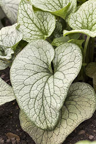 Kaukasus-Vergissmeinnicht Brunnera macrophylla Topfware winterhart | Bodendecker mit blauer Bluete, ideal fuer Beet und Schattenlage, robust, langlebig, insektenfreundlich