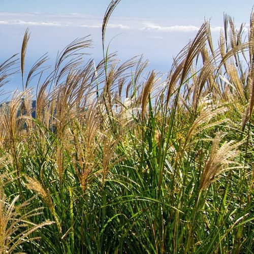 6er-Pack Garten Chinaschilf Gracilimus - Miscanthus Sinensis 'Gracillimus': Feine Eleganz im 9x9cm Topf.