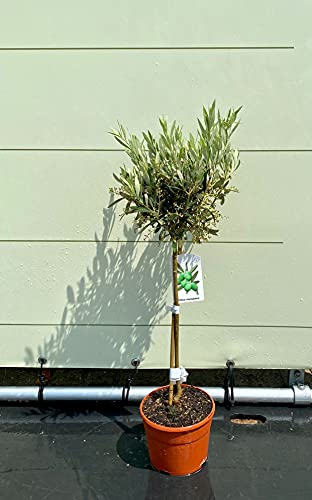 OLEA EUROPEA - Olive Tree 100 - 120 cm - A+