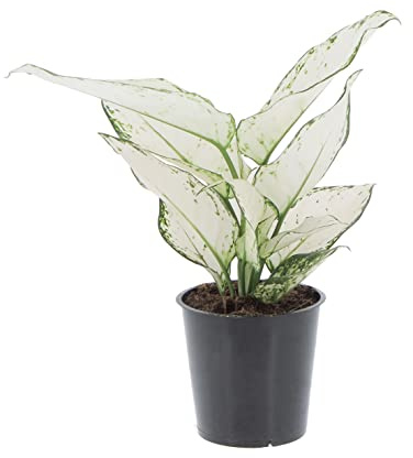 KENTIS - Aglaonema White Joy - Piante da Interni Vere - Pianta Purifica Aria da Appartamento - H 20-30 cm Vaso Ø 12 cm