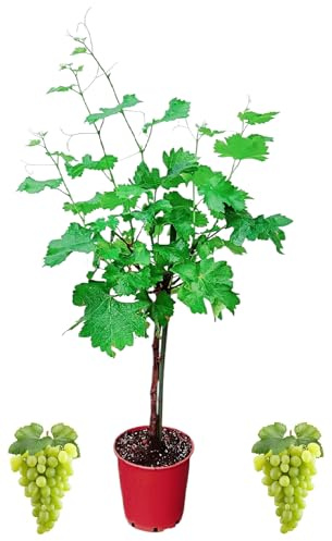 Large Grafted Green Grape Trees, Stem 70-100cm Tall in 6.3L Pot, Grafted Vine Plant