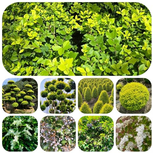 semillas de aligustre, jardín decorativas resistentes, exóticas raras balcón, interior perennes 120pcs