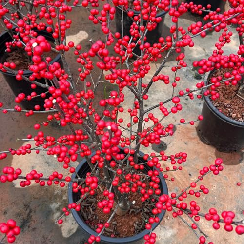 Semi di agrifoglio resistenti, resistenti, Ilex chinensis, balcone all'esterno per il giardino 200pcs