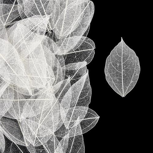 CRASPIRE 200 Pezzo Di Foglie Scheletriche Bianche Da 4.5-5cm Albero Di Gomma Essiccato E Pressato Fiore Vajra Venatura a Foglia Scheletrica per Resina Arte FAI Da Te Candele Biglietti Custodie