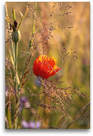 Premium Textil-Leinwand 50 x 75 cm Hoch-Format Mohnblume | Wandbild, HD-Bild auf Keilrahmen, Fertigbild auf hochwertigem Vlies, Leinwanddruck von Winfried Erlwein