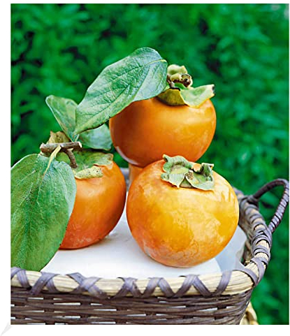 BALDUR Garten Winterharte Kaki, Sharon-Frucht, 1 Pflanze, Diospyros kaki, exotische Obst-Pflanze, Früchte essbar - saftig-süßes Fruchtfleisch - Aroma von Birne & Aprikose