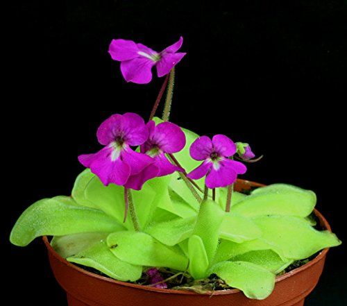 * Pinguicula Elizabethiae * messicano Pinguicola carnivore * Rare * 10 Seeds *