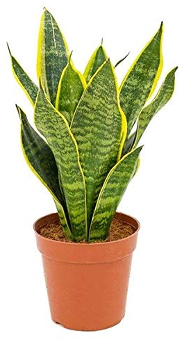 Sansevieria trifasciata Futura Superba 30-35 cm/Topf Ø 10 cm - bunter Bogenhanf