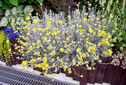Curry Korma herb Plant Silver Leaves Yellow Flowers Popular with Bees Butterflies pollinators Supplied in 9cm Pot