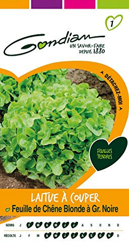 Gondian 152590 Semences-Laitue à Couper Feuille de Chene Blonde à Graine Noire-CP 1, Vert, 1x8.1x16 cm