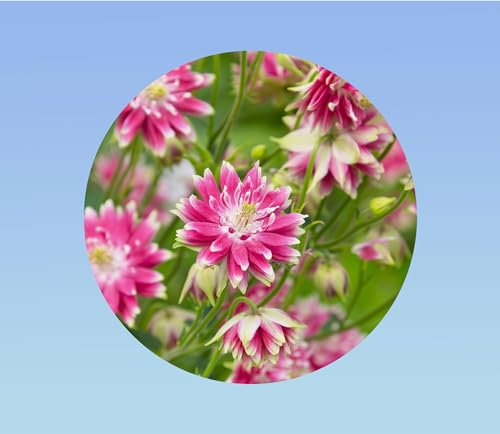 200 graines Ancolie violet/blanc - AQUILEGIA vulgaris