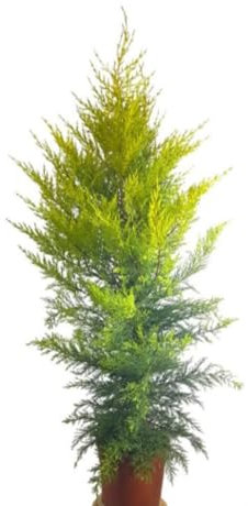 Planta natural Cupressus macrocarpa 'Goldcrest', 100-110 cm. Ciprés, Pino de limón, gold crest. Ciprés de follaje amarillo limón, aromático y compacto. Segura Garden.