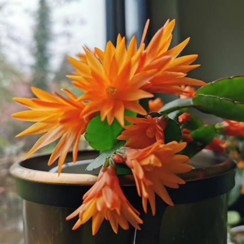 Cactus di Natale ufficio sempreverdi ombra selvatici ornamentali 90semi