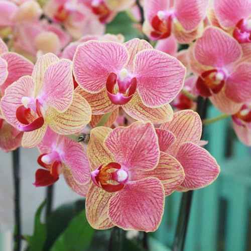 Semillas de orquídeas phalaenopsis - silvestres perennes decoración jardín para exteriores 50pcs
