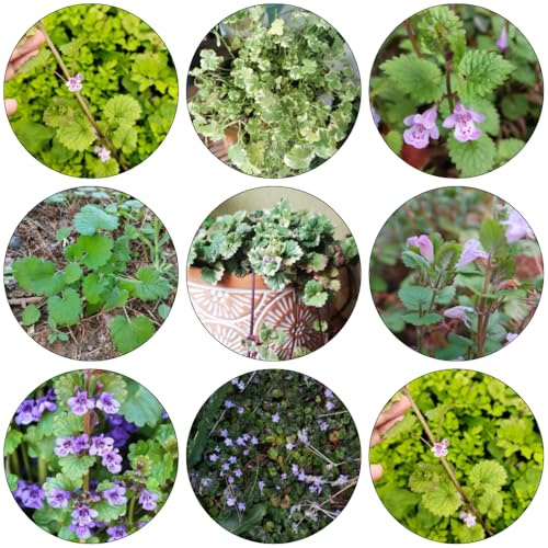 edera terrestre di primavera semi selvatici interni Copertura perenne resistente selvatici balcone semi decorazione giardino prato 300pcs