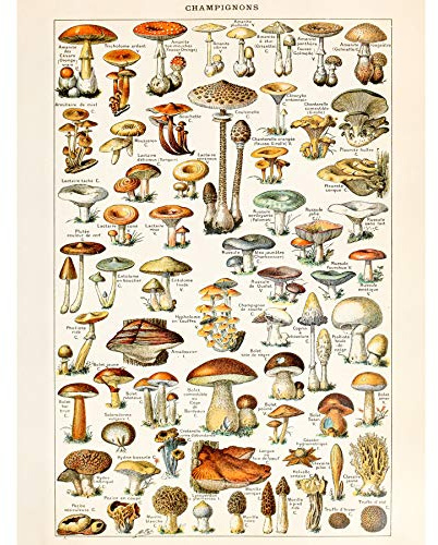 Artery8 Millot Natur Enzyklopädie Seite Pilze Pilz Großer Leinwanddruck 46x61 cm