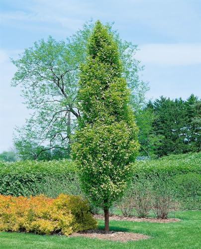 Carpinus betulus 'Lucas' 80-100 cm – Winterhart, Mehrjährig, Pflegeleicht – Hainbuche – Heckenpflanze für Garten & Sichtschutz