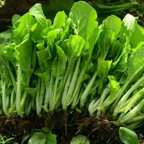 semillas de pak choi, jardín balcón interior resistente decoración 100pcs