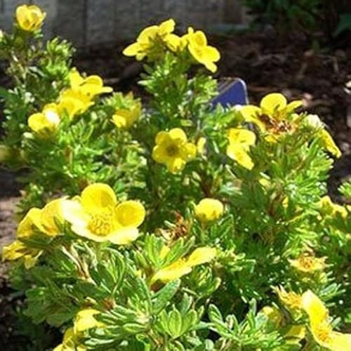 Arbusto delle dita 'Kobold' - Potentilla fruticosa 'Kobold' 25-30 C -