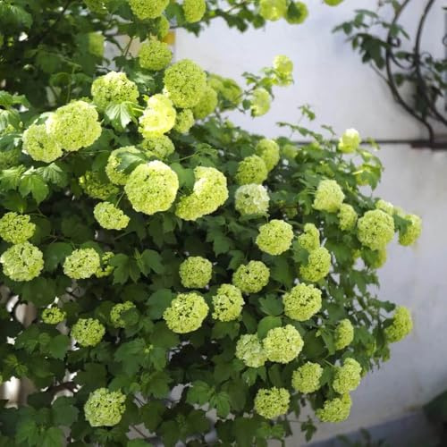 Semi di ortensia palla di neve, decorazione floreale decorazione da giardino per esterni semi rare giardino copertura del terreno arbusti regali 250pcs