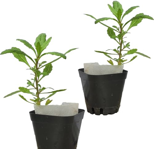 Live Epazote Plant/Mexican Tea. Year's Supply. Family Pack. Helps Immunity, Digestion, Metabolism. Flavorful, Pungent, Fresh, Edible. Easy Grow. Indoor/Outdoor. (2 Epazote in Cup)