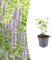 Agastache 'Blue Fortune' | 20 piezas - 10-25cm - Ø9cm - Planta de jardín