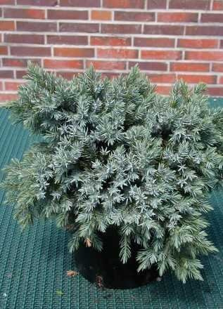 blauer Kriech Wacholder Juniperus squamata Blue Carpet 25-30 cm breit 3 L | Immergrün, winterhart & pflegeleicht – bodendeckend und trockenheitsverträglich, ideal für Hang, Beet & Steingarten