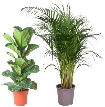 Pack Ficus Lyrata Higuera Violín y Palmera Areca Dypsis Lutescens Plantas de Interior Grandes