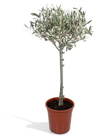 Olivier Olea – 90 cm – Ø 19 cm – Obststrauch – Pflanze für den Außenbereich