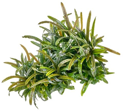Bucephalandra sp. Filiformis-Rosmarin - in vitro - im 5,5-cm-Becher | Kleine Aufsitzerpflanze mit schmalen Blättern für Wurzeln und Steine, langsam wachsend und ideal für detailreiche Aquascapes.