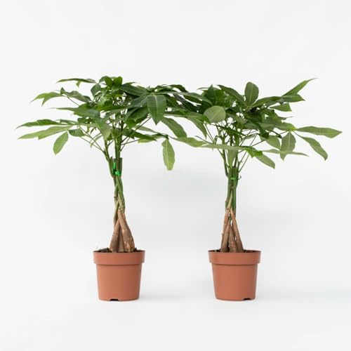 Pachira Aquatica 'Geldbaum' | 2 Stück - 60-70cm - Ø17cm - Zimmerpflanze - Immergrün - Multideal