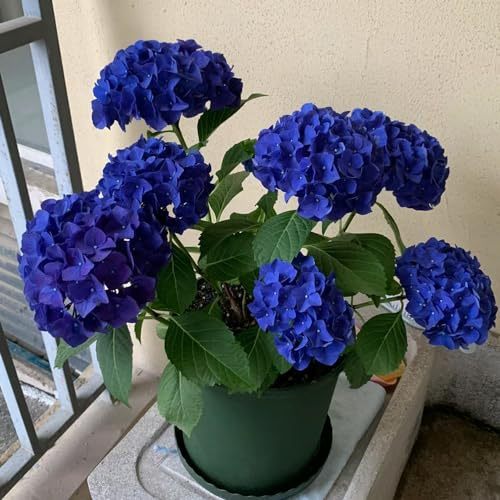hortensia semillas de silvestres, siembra de otoño semillas perennes jardín del balcón silvestres balcón trepadoras primavera 100pcs