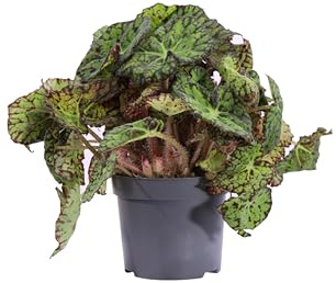 Pianta di Begonia Beleaf pianta ornamentale da interno casa appartamento ufficio pianta vera foglie variegate venduta da eGarden.store (Begonia Beleaf Tiger Paws)